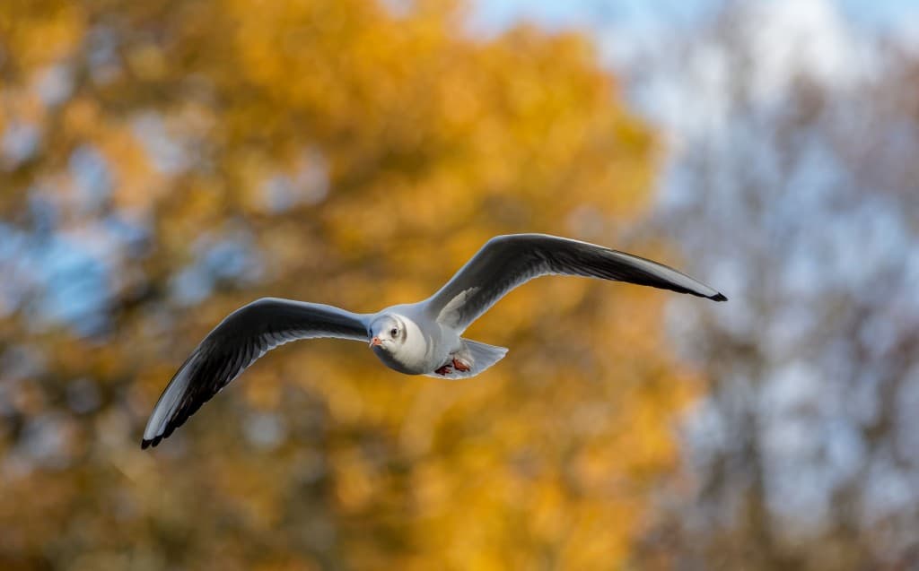 Mouette du lac des Minimes