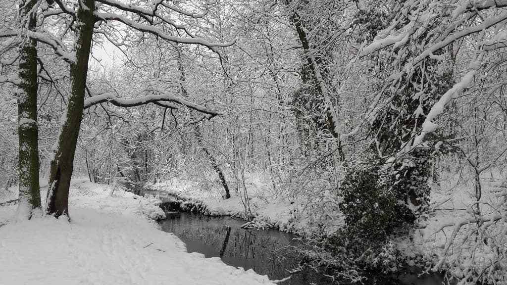 Neige dans le bois de Vincennes