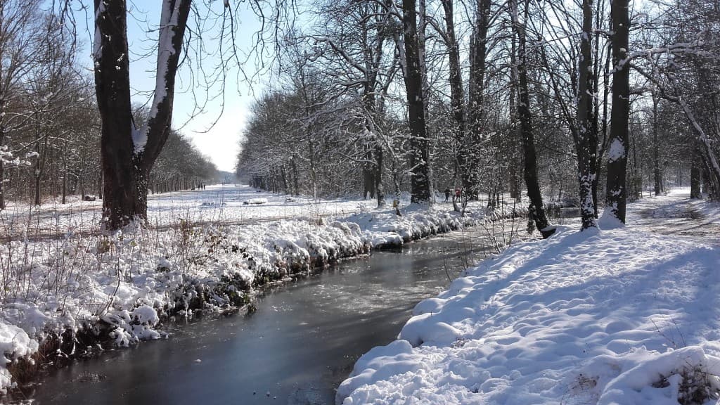Neige dans le bois de Vincennes