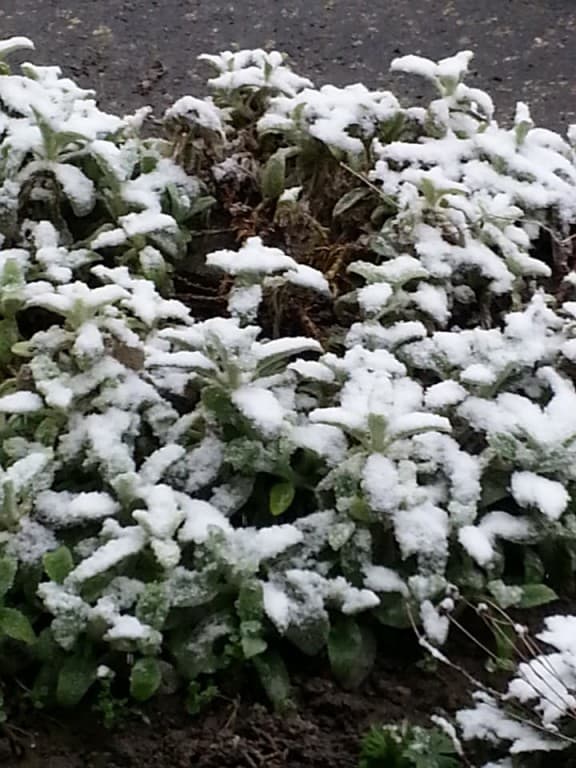 Neige de mars 2018