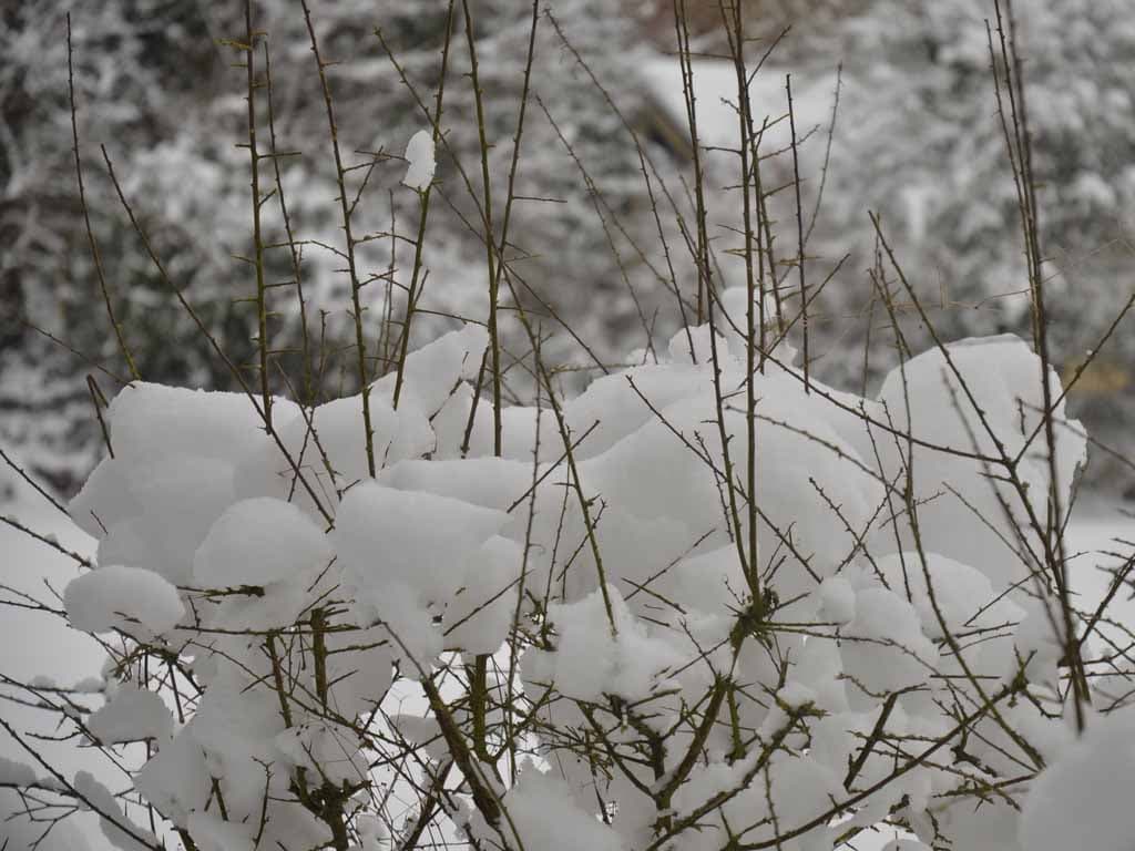 Neige sur la haie
