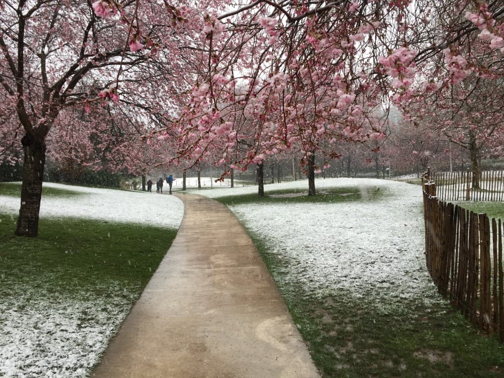 Neige sur les cerisiers en fleur