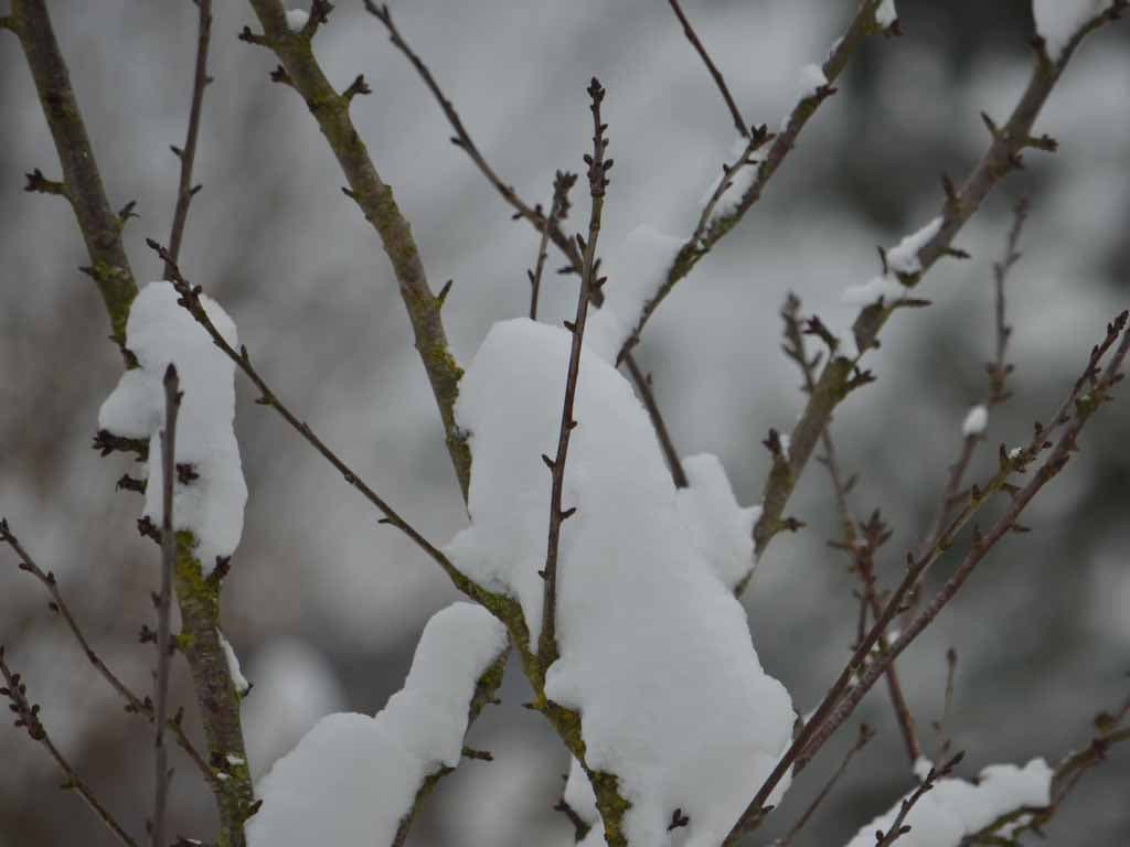 Neige sur un arbuste