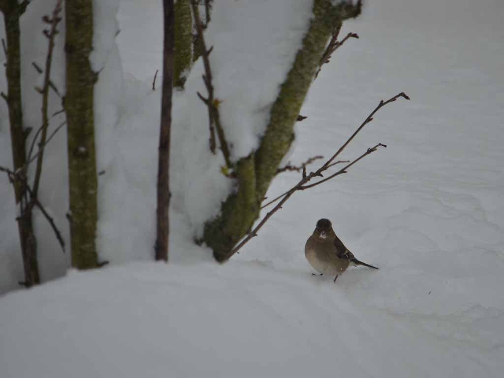 Oiseau dans la neige