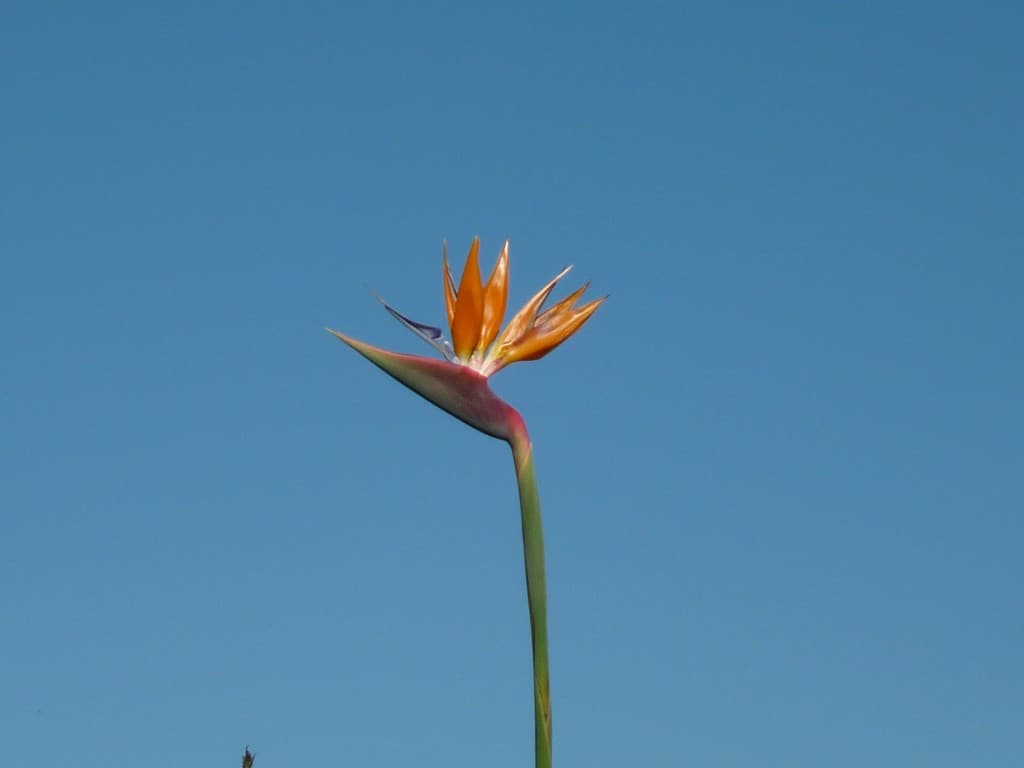 OISEAU DU PARADIS