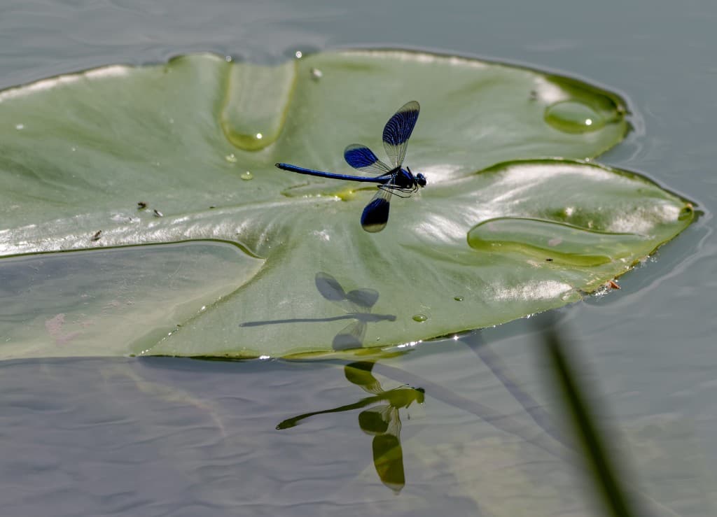Ombre et reflet.