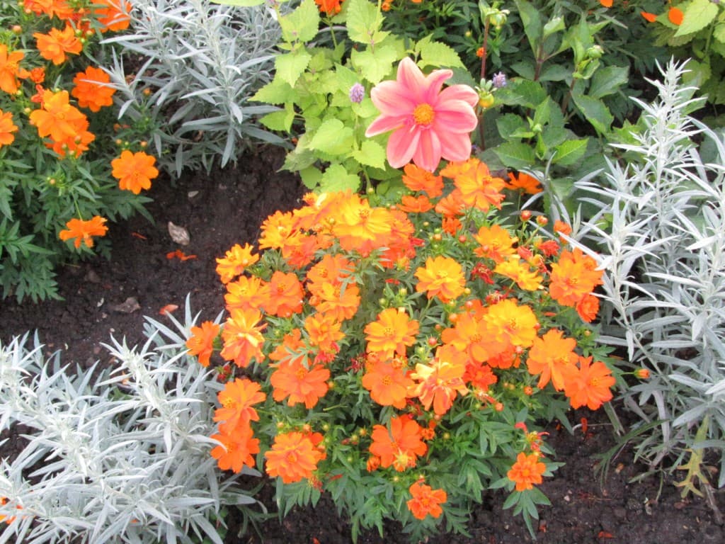 orange