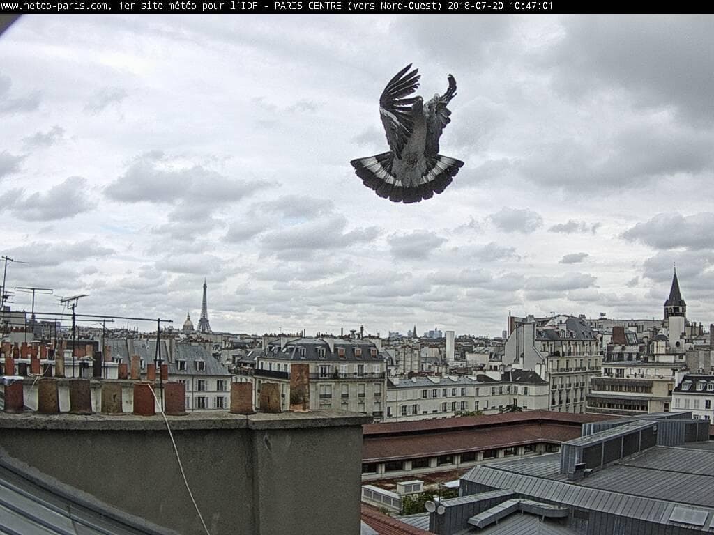 Pigeon