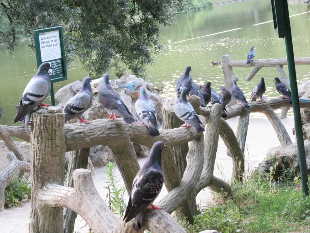 pigeons en attente 