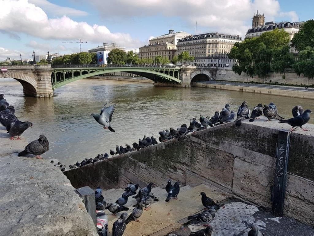 Pigeons quai de la Corse