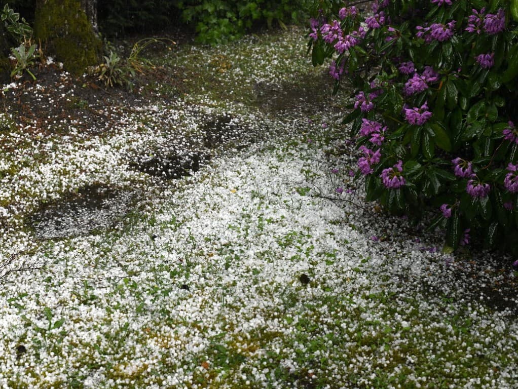 Rhododendrons souffrant sous la grêle