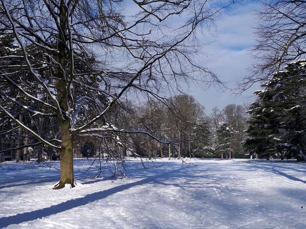 Roseraie sous la neige