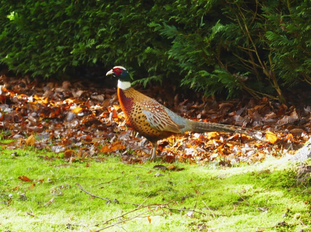 Un faisan égaré dans le jardin