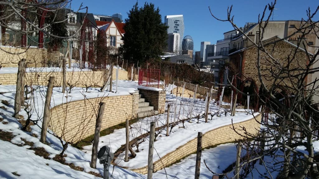 Vignes de Puteaux sous la neige
