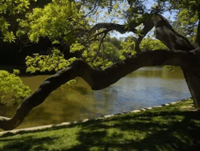 arbre au lac