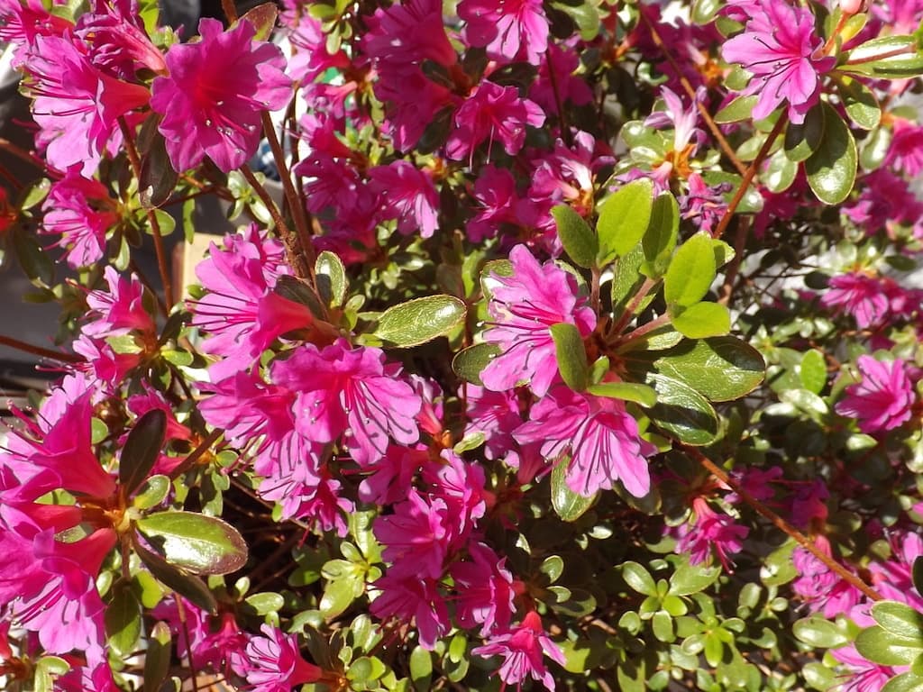Azalée au soleil