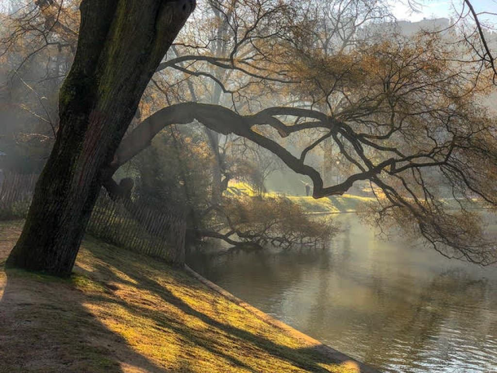 bel arbre