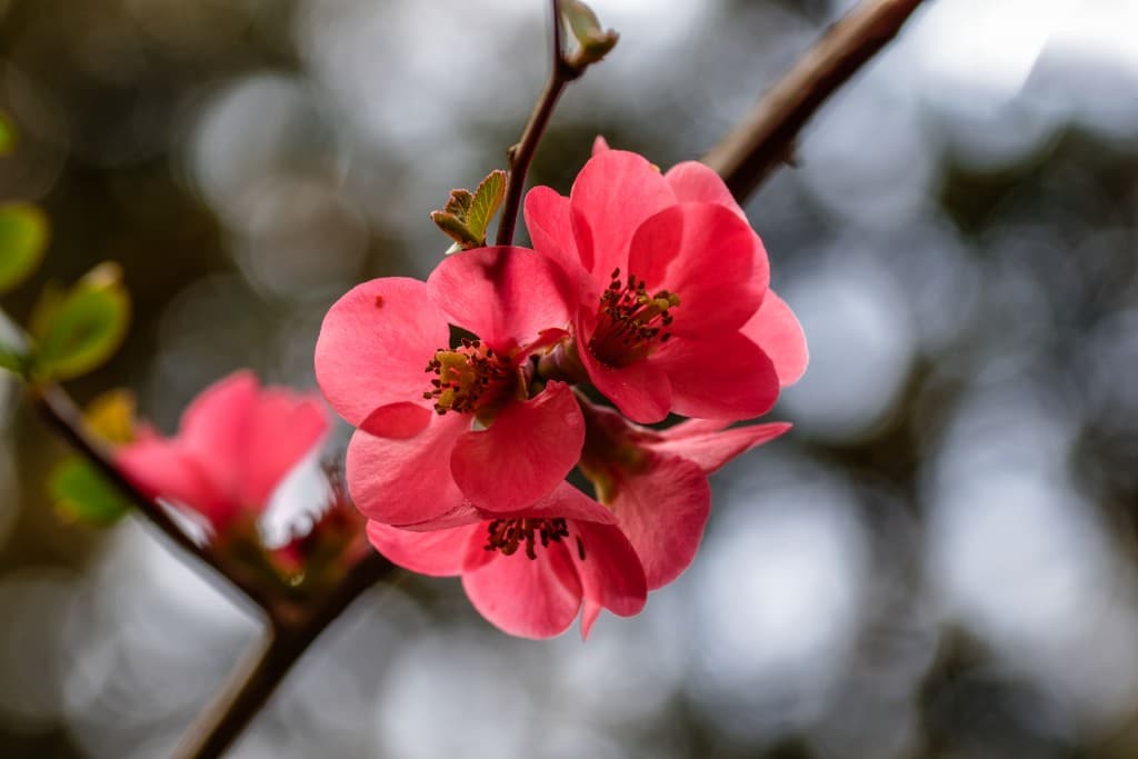 C'est le printemps.