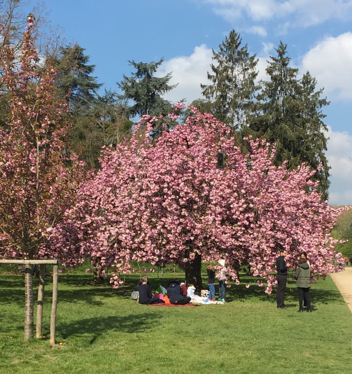Cerisiers en fleurs