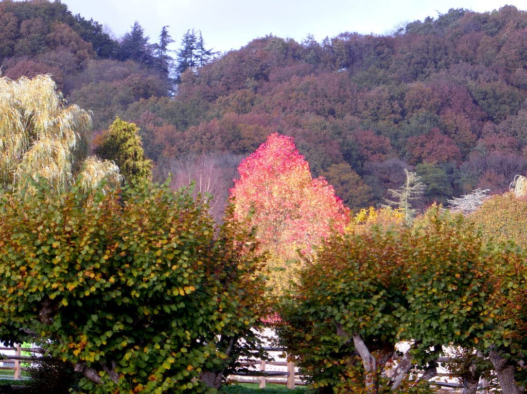 couleurs d'automne