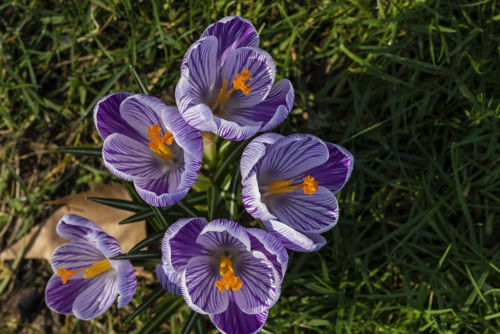 Crocus
