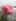 Douce rose parisienne, ambiance vaporeuse 