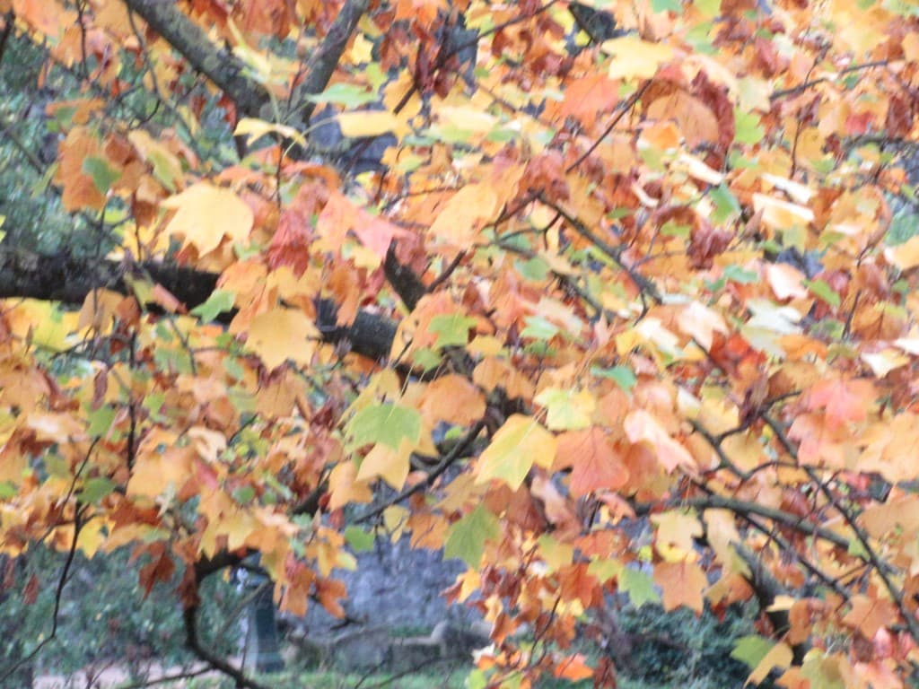 feuilles dorées