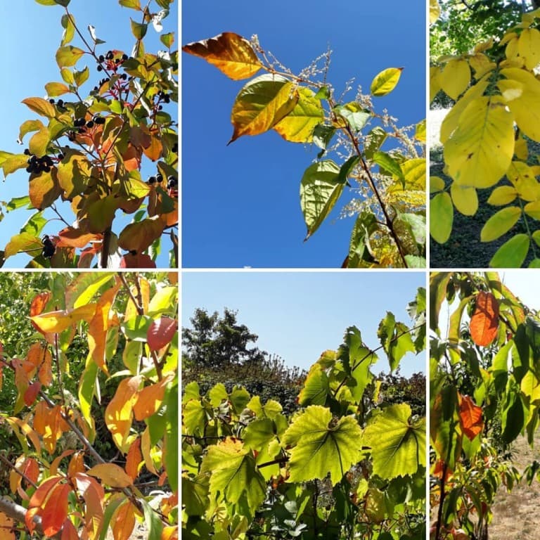 Fin d'été et début d'automne trés sec