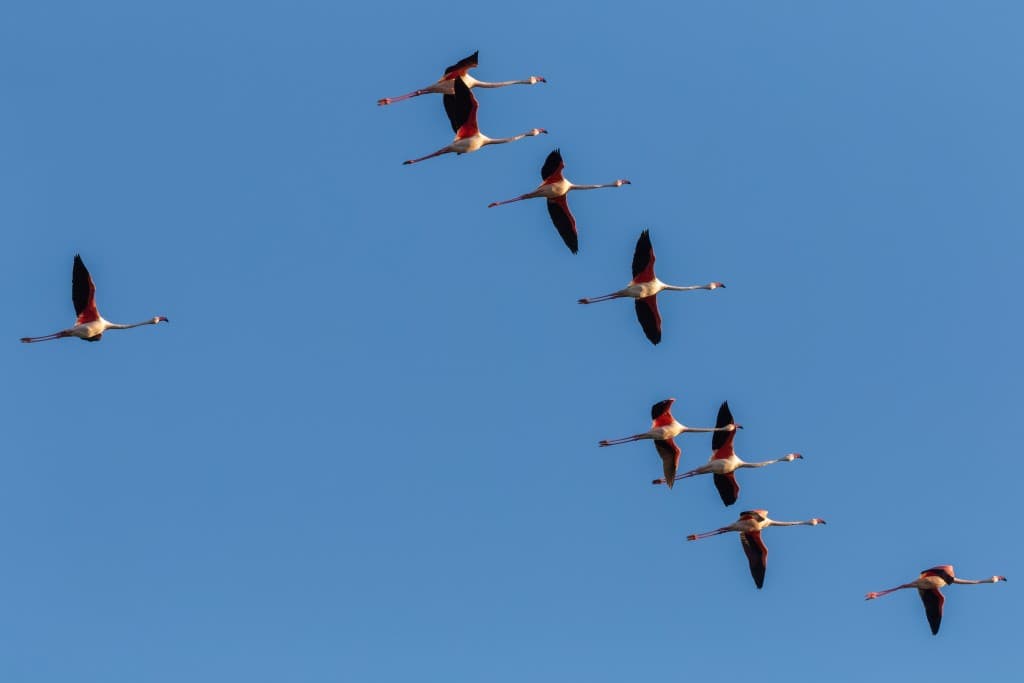 Flamats de Camargue.