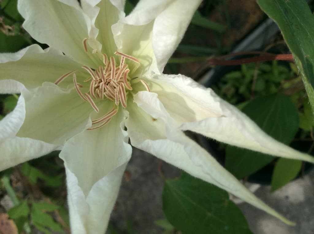 Fleur de clematite