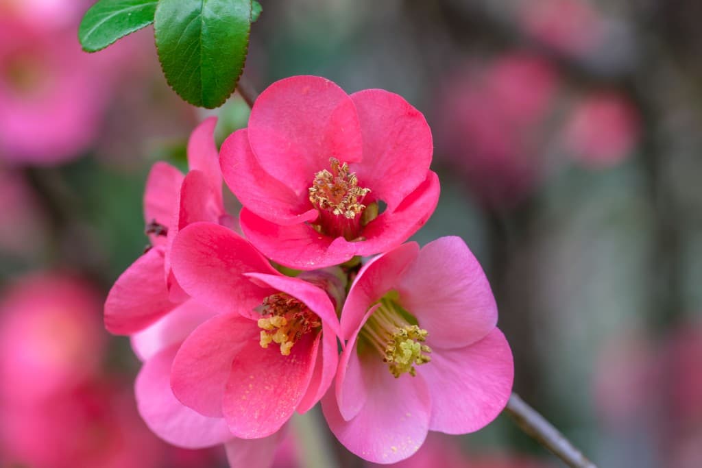 Fleurs printanières.
