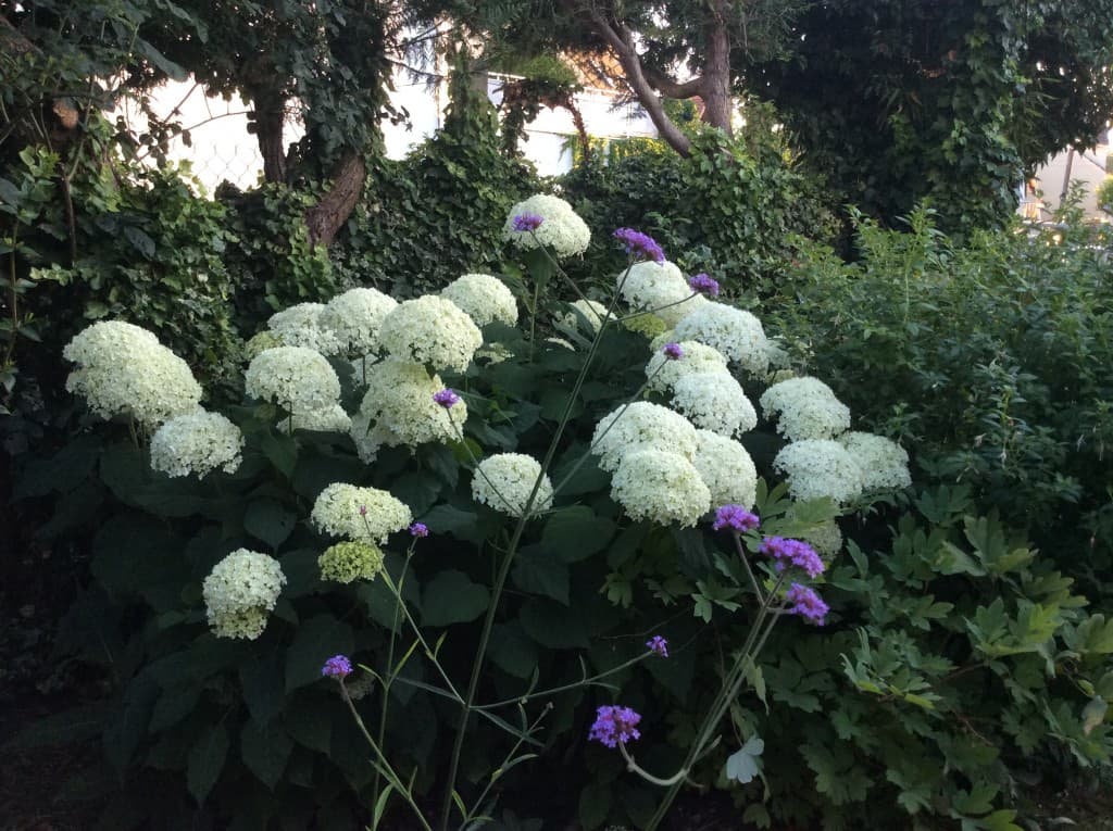Fraîcheur dans la chaleur