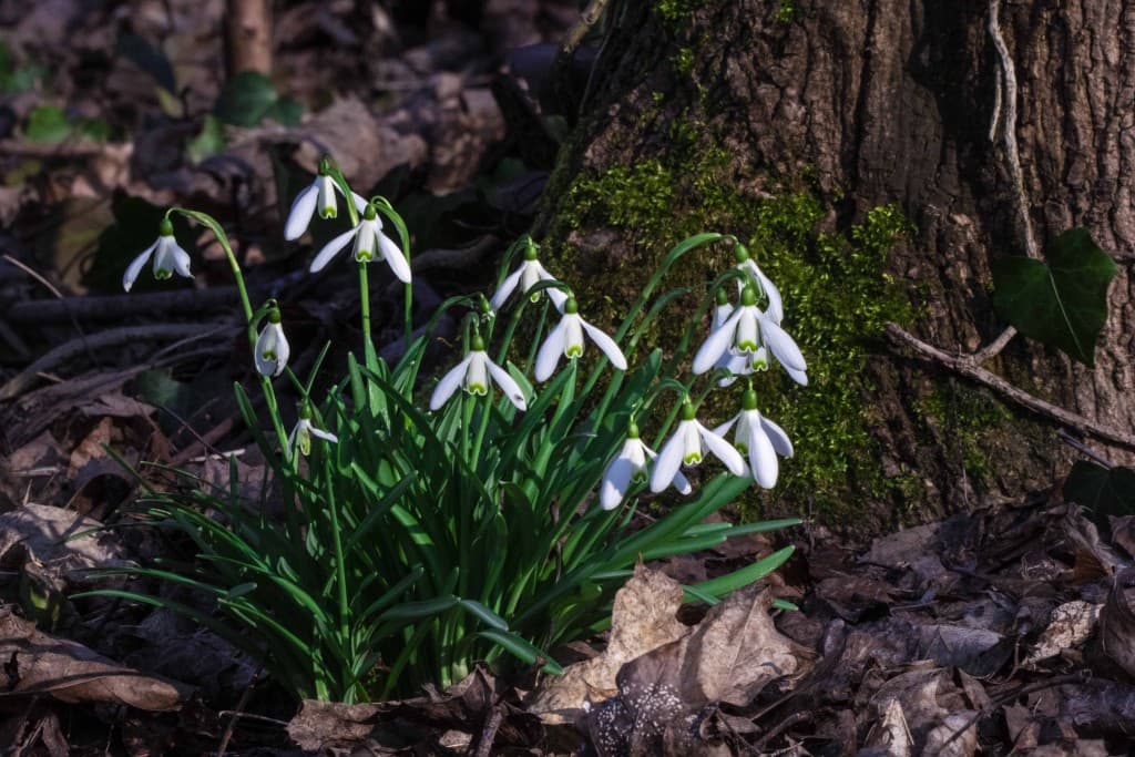 Le printemps arrive.