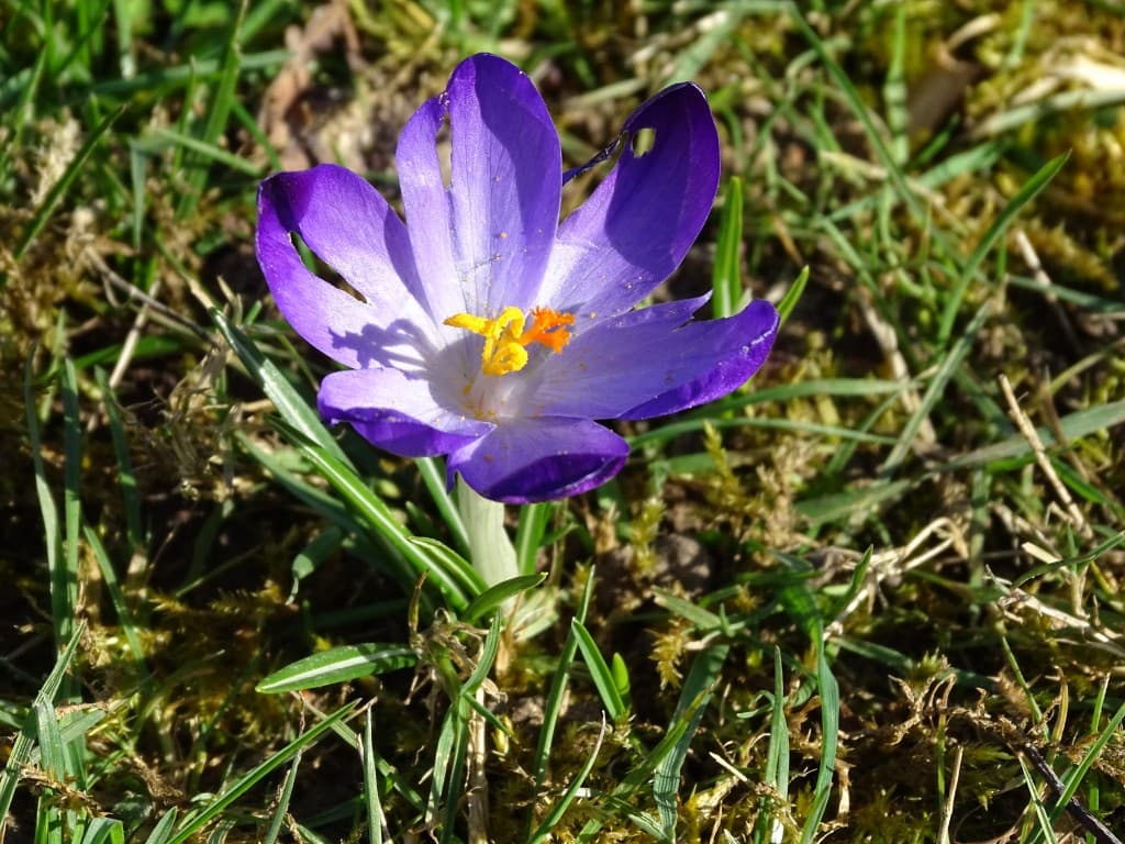 Le Printemps pointe le bout de son nez