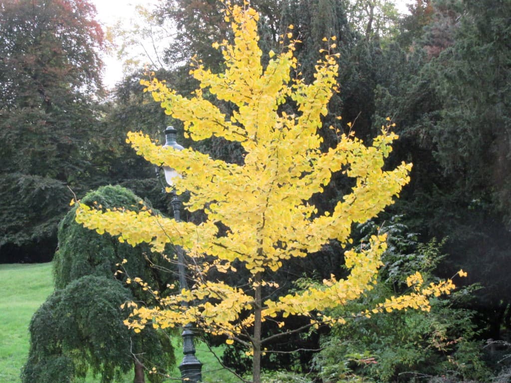lumière dans le parc