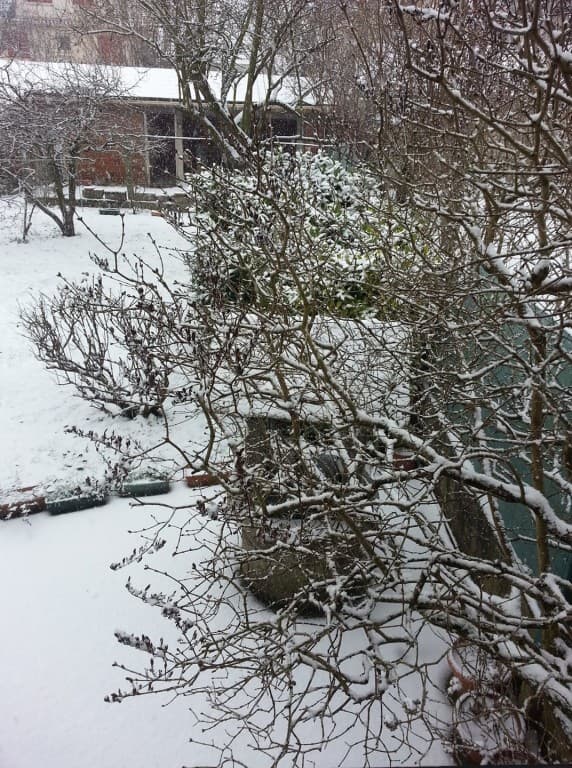 mon jardin sous le neige