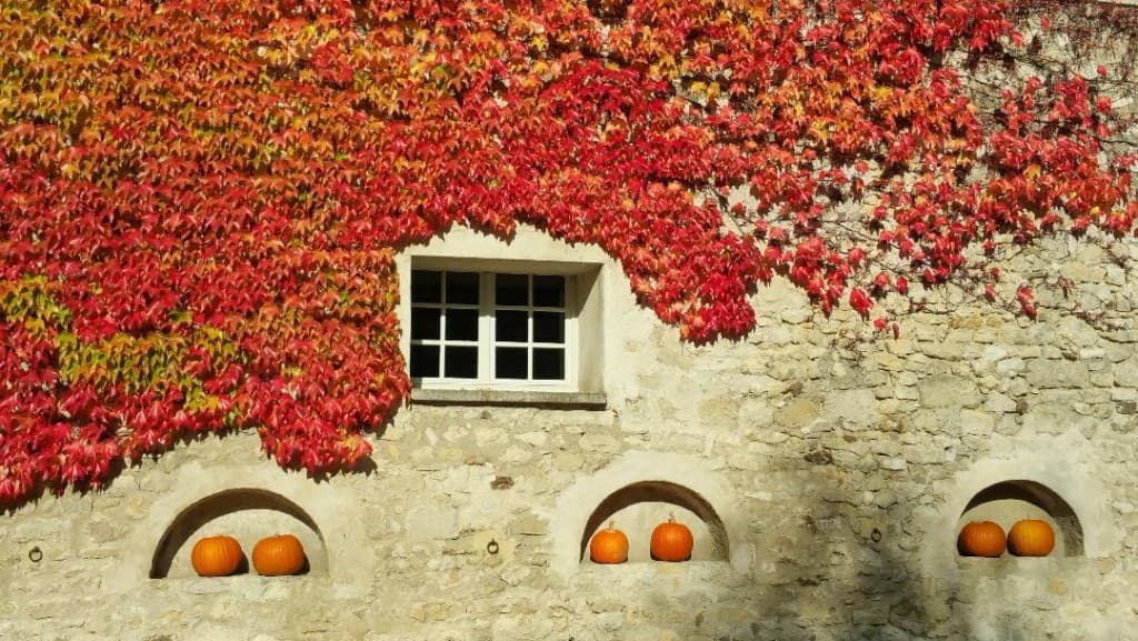 Mur de lierre 