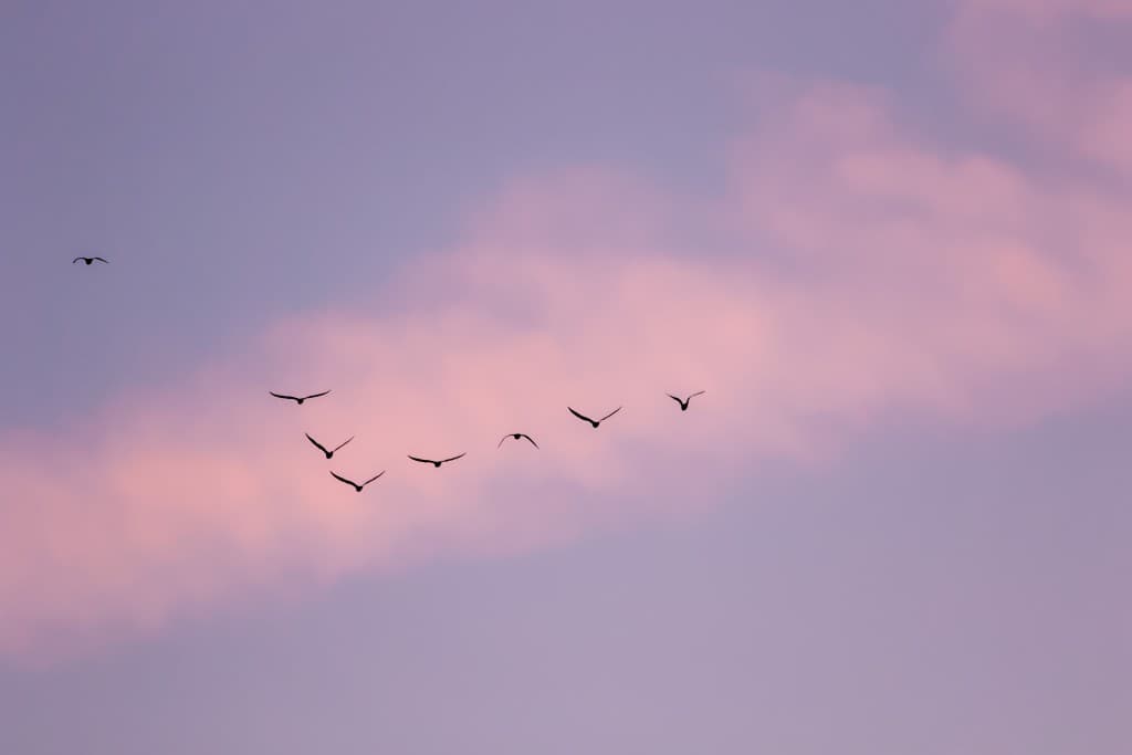 Nuage rose et escadron de mouettes