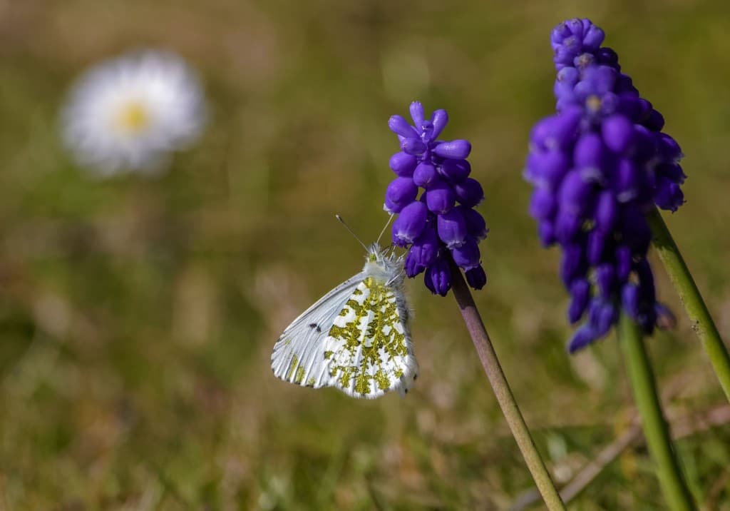 Papillon.