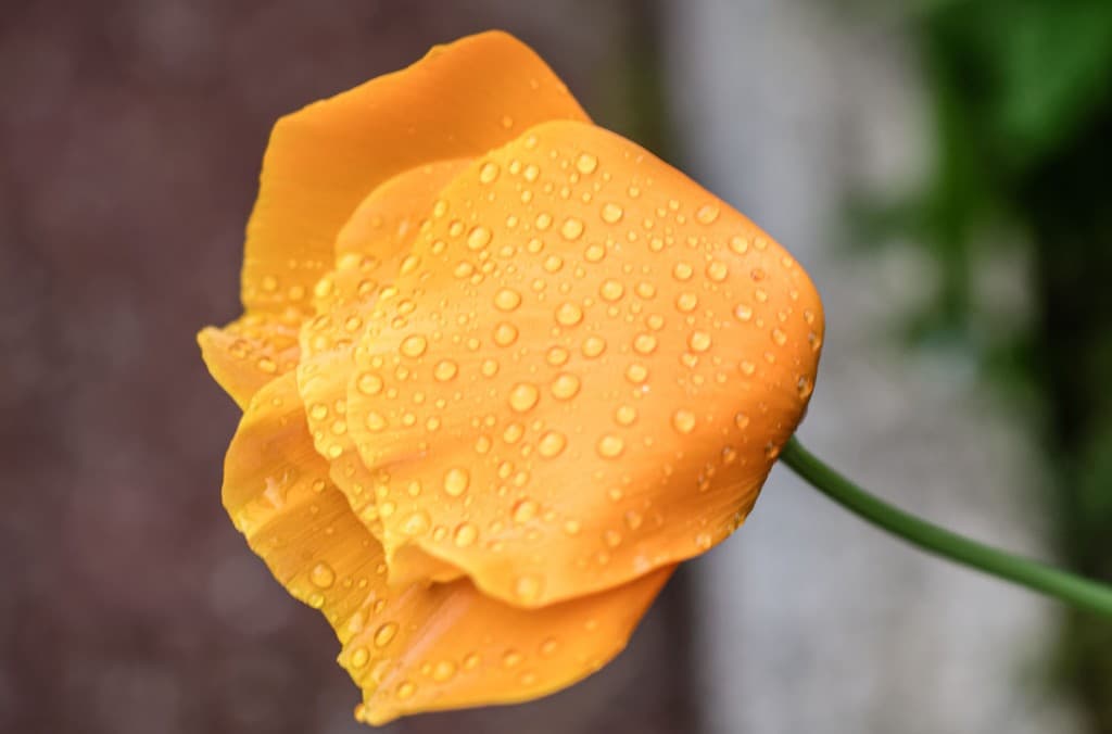Perles de pluie.