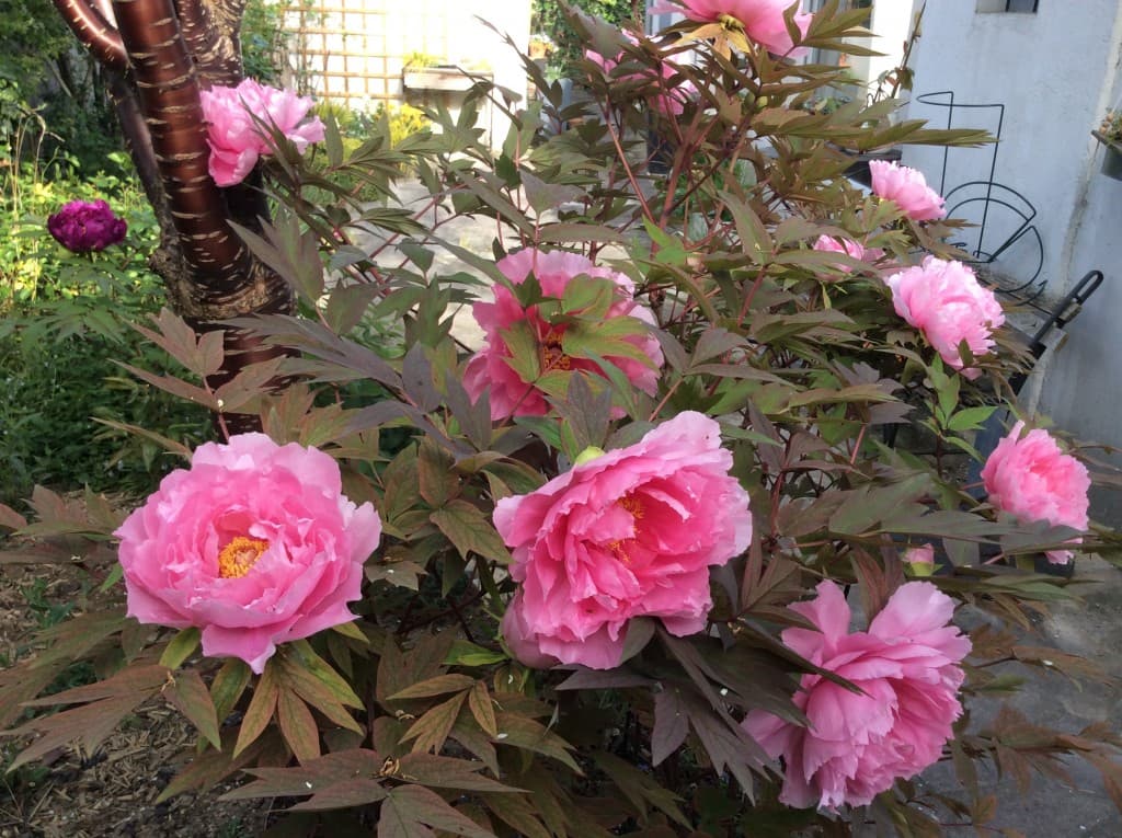 Pivoine arbustive 