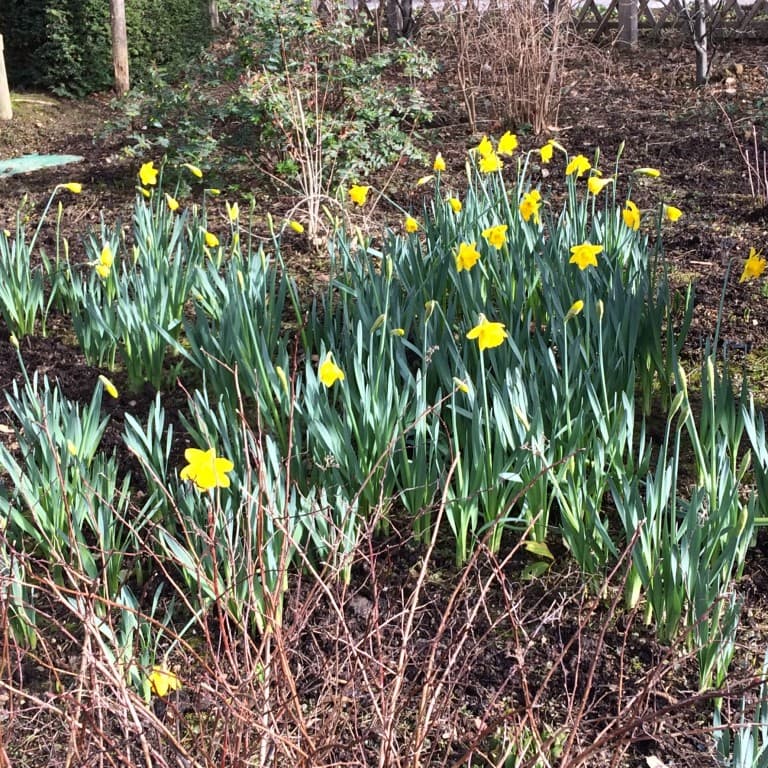 Premières jonquilles 