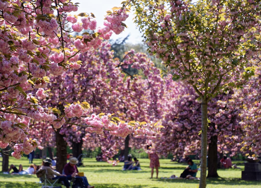 Printemps dans les arbres, été, en dessous