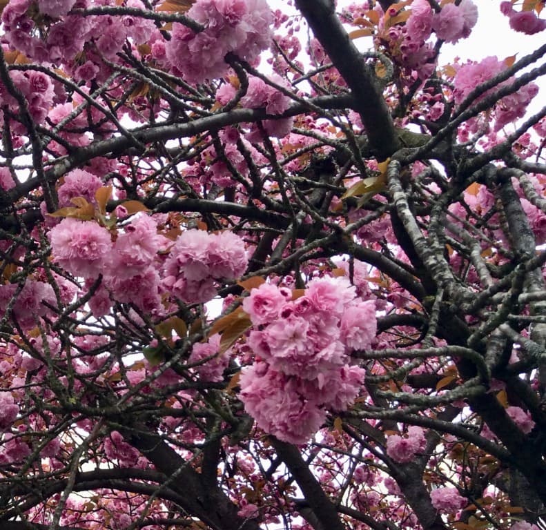 Printemps!
