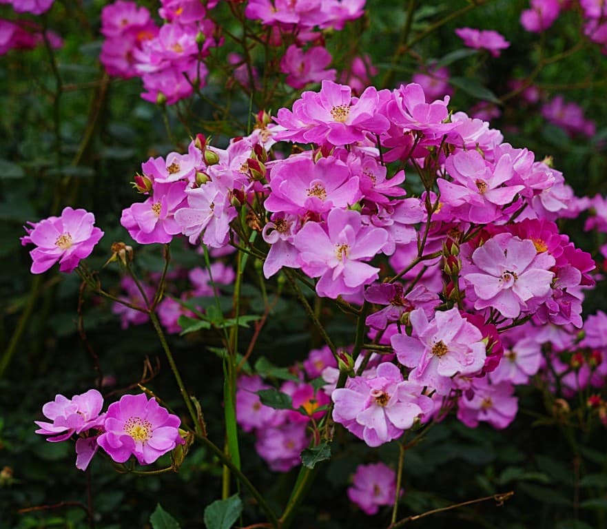 Rosier sauvage