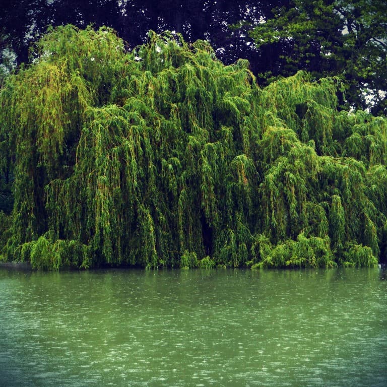 Saule pleureur