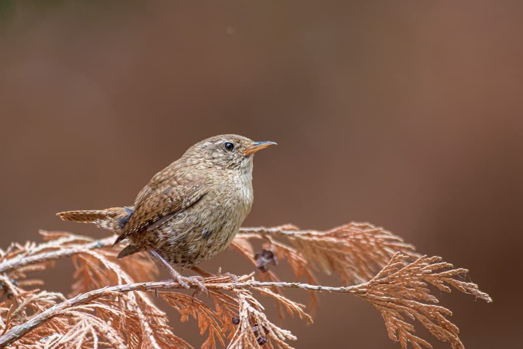 Troglodyte aux couleurs d'automne.