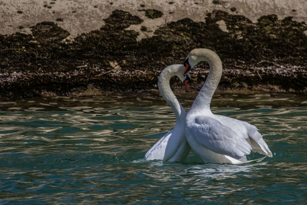 Un coeur pour deux.
