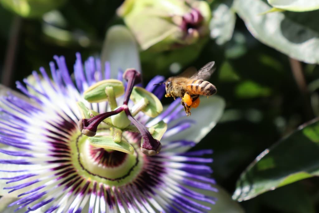 abeille chargée de pollen