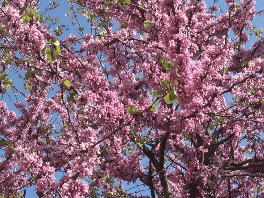 Arbre de judée en fleurs